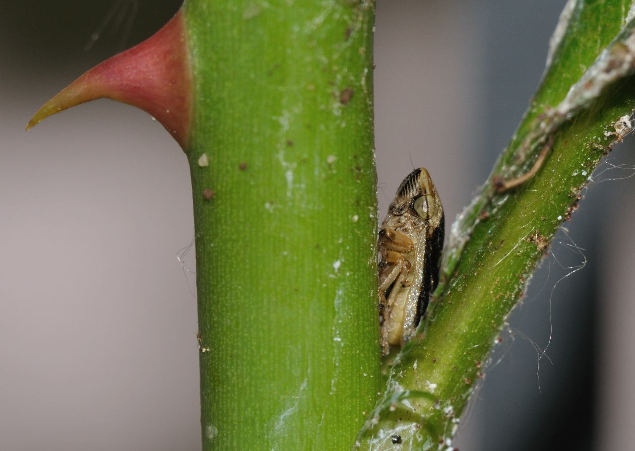 Philaenus spumarius f. lateralis ? Ni, f. marginella